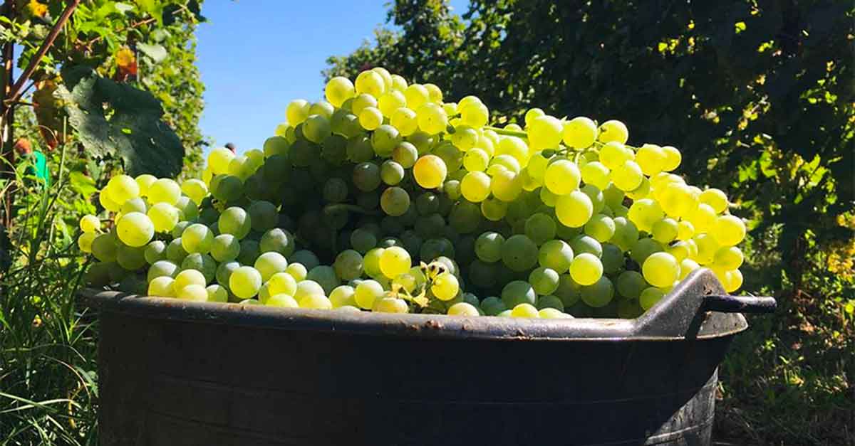 Read more about the article Harvest in Asolo began 10 days ago.